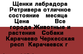 Щенки лабрадора Ретривера отличное состояние 2 месяца › Цена ­ 30 000 - Все города Животные и растения » Собаки   . Карачаево-Черкесская респ.,Карачаевск г.